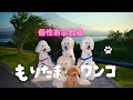 【紹介動画】バズったプードルファミリー