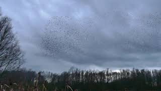 椋鳥群飛 Starlings murmuration over De Balokken-The dance of starlings