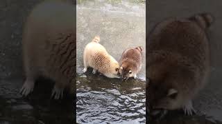 兆豐農場-浣熊餵食