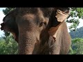 Titan Travel: Where Giants Roam - Victoria Falls, Chobe & Hwange Safari tour