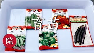 【彬彬有院】种•100一起来种菜------如何育苗//春季蔬菜育苗之一//两种基本育苗法以及育苗需要的工具