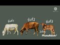 การพัฒนาปรับปรุงโครงสร้างวัว เริ่มจากวัวไทยกระโดน ไทกี้ ตอนที่2