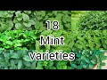 18 Rare Mint varieties with names||Pudina varieties || Pinkish paradise.