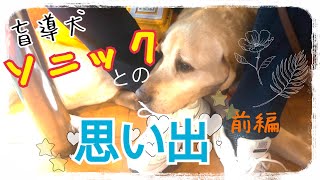 🦮ありがとう、盲導犬ソニック🦮前編