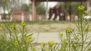 London Rocket - An Edible Weed