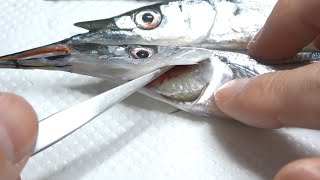 スーパーで買った魚のエラをめくって寄生虫を探していく