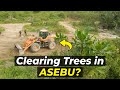 Why are they cutting down the trees at Asebu Pan African Village?