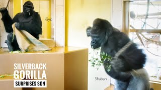 Hilarious Silverback Gorilla Likes to Surprise His Son | The Shabani's Group