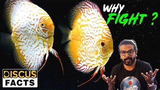 Managing Discus Fish Breeding Pair Aggression: Tips \u0026 Strategies for Peaceful