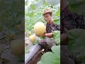 senang dapat melon inthanon istimewa seperti ini. melongreenhouse melonorganik meloninthanon