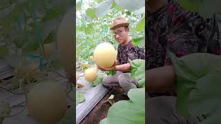 Senang dapat melon inthanon istimewa seperti ini. #melongreenhouse #melonorganik #meloninthanon