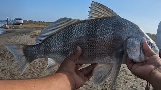 Black Drum Catch, Clean, Cook