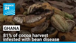 81% of Ghana's cocoa harvest infested with bean disease • FRANCE 24 English