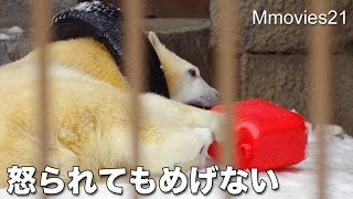 Polar Bears play with new toy お母さんが先なの！怒られるリラ