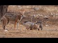 explore the kgalagadi transfrontier park africa sanparks untamed wilderness twee rivieren