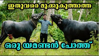 കേരളത്തിലെ ഏറ്റവും വലിയ പോത്ത് ഏതെന്ന് നിങ്ങൾ തീരുമാനിക്കൂ ..? ഈ വീഡിയോ കണ്ടതിനു ശേഷം| BAHU💥💪