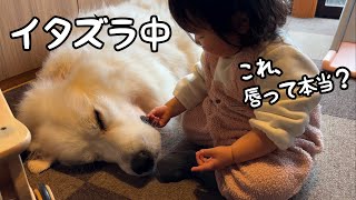 【ついに笑】超大型犬のアレの気持ちよさを知ってしまった妹がガチすぎましたw｜グレートピレニーズ