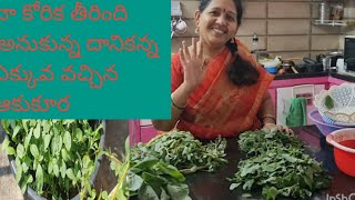 అమెరికా  నుండి వచ్చాక  మొదటి సారి ఆకుకూర  harvest,ఎంత  fresh గా, healthy గా  వచ్చిందో  chudandi😍😊