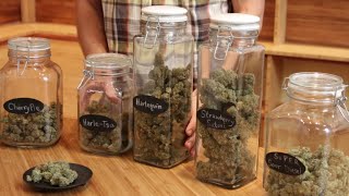 Marijuana Strain Guide For Beginners