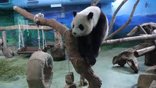 20200527 彪爸刷完把水噴 圓仔落跑發現筍 Giant Panda Yuan Zai