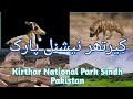 Kirthar National Park Sindh Pakistan Wildlife Documentary Urdu | Beauty Of Pakistan Animals Karachi