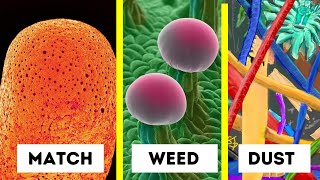 Objects Under Electron Microscope! (Part - 3)