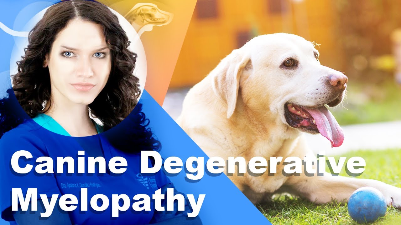 Degenerative Myelopathy In Dogs (Treatment, Symptoms, Early Signs ...