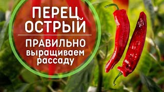 Выращивание рассады острого перца 🌶️ Когда и как сеять перец