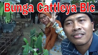 Jenis-jenis Anggrek Cattleya Blc lengkap dengan contoh bunganya