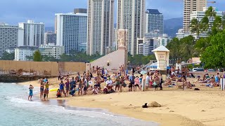 夏威夷：海豹在宾馆楼下产仔 - Hawaiian Monk Seal