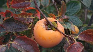 Persimmon healthy fruit without spraying (the difference in resilience and fertility)