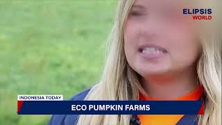 Eco Pumpkin Farms | Indonesia Today | Elipsis World