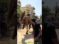 🐪 Pakistan Camel Qurbani 2026 | Eid ul Adha Special Moments