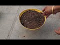 बिना कीङे और बदबू के किचन वेस्ट से खाद कैसे बनाएं how to make compost from kitchen waste