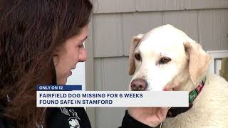 Missing dog Lexi who captured attention across CT is reunited with owner