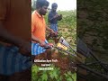 kama 7hp diesel power weeder gydindian agro tech kurnool andhra pradesh 9666462064