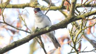 Male Blackcap calling