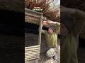 Building a Reed Shelter Waterproof | Bushcraft in the Secret Place Warm and Cozy Construction House