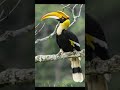 Do you know these about a Hornbill ?