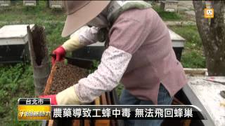 【2014.04.14】蜜蜂消失 台大研究:殘留農藥惹禍 -udn tv