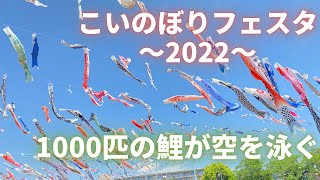 【こいのぼりフェスタ】1000匹の鯉　３年振りに青空に