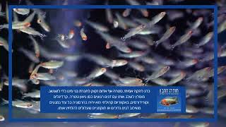 🐠 טטרה אף אדום – יהלום קטן לאקווריום שלכם! 🏆חוות דג הזהב