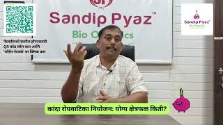 कांदा रोपवाटिका नियोजन : योग्य क्षेत्रफळ किती असावे?