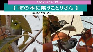 ＜No.120＞【柿の木に集うことりさん】20241127～