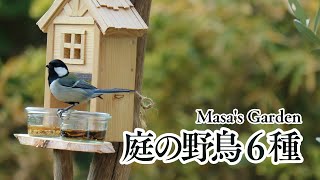 ガーデニング＆DIY | ついにバードフィーダーに小鳥が来た | 庭に来る野鳥を紹介します | サラリーマンの庭いじり