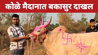 कोळे मैदानात बकासुर दाखल /kgbailpremi