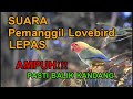 suara panggilan lovebird lepas v2 jernih dan keras dijamin balik kandang