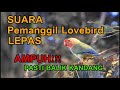 SUARA PANGGILAN LOVEBIRD LEPAS V2 JERNIH DAN KERAS, DIJAMIN BALIK KANDANG!!