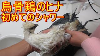 烏骨鶏のヒナ 初めてのシャワーをいやがるが､気持ちよくなる