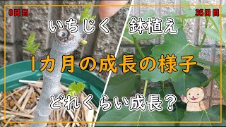 【いちじく】1ヶ月の成長の記録  How a fig grows in 35 days